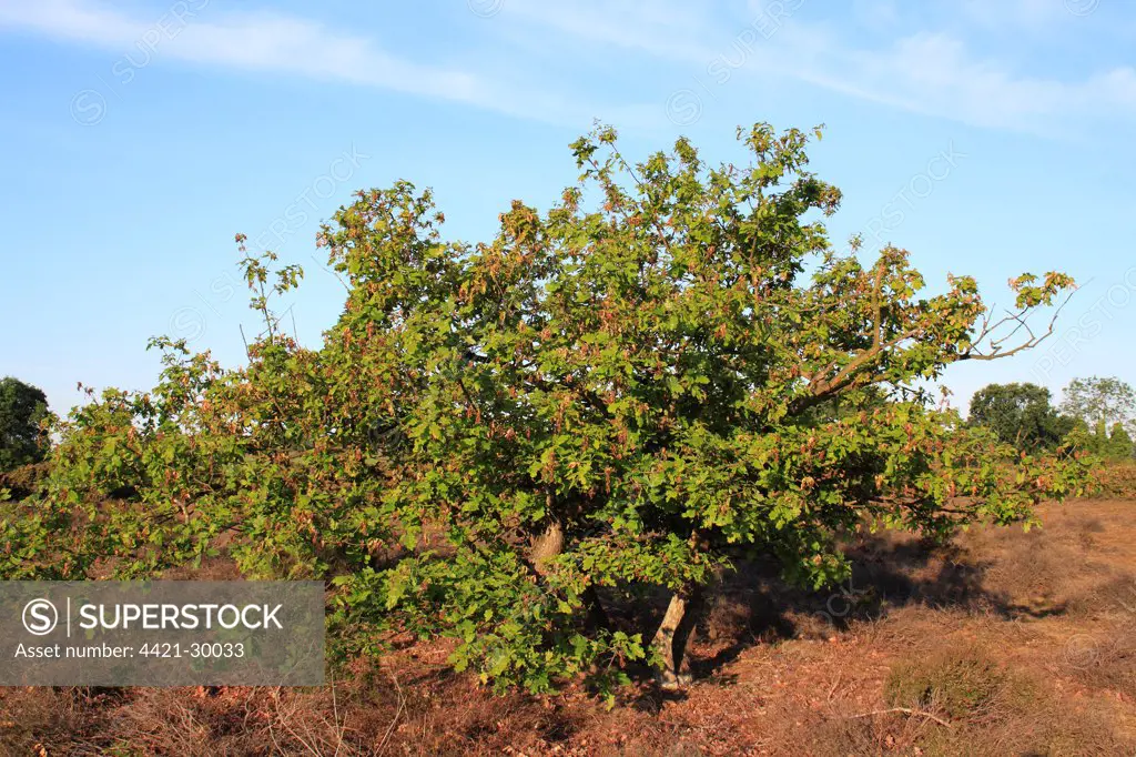 Common Oak (Quercus robur) habit, young trees growing in lowland heathland reserve, Wortham Ling, Upper Waveney Valley, Suffolk, England, june