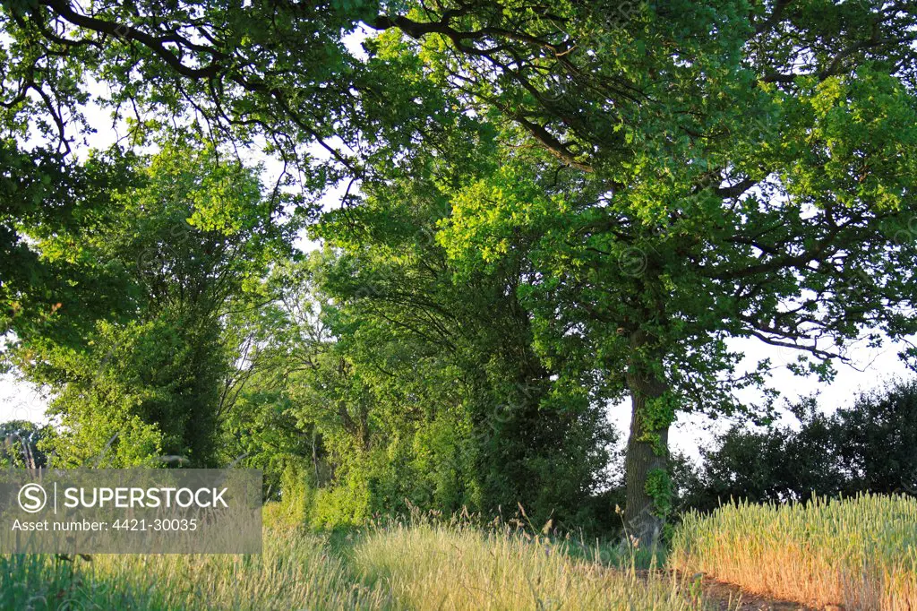 Common Oak (Quercus robur) habit, growing in hedgerow beside footpath in arable farmland, Bacton, Suffolk, England, june