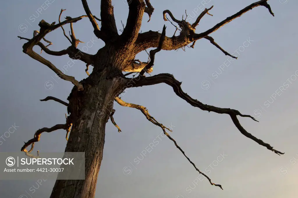 Common Oak (Quercus robur) dead tree, trunk and branches at sunset, Elmley Marshes N.N.R., North Kent Marshes, Isle of Sheppey, Kent, England, september