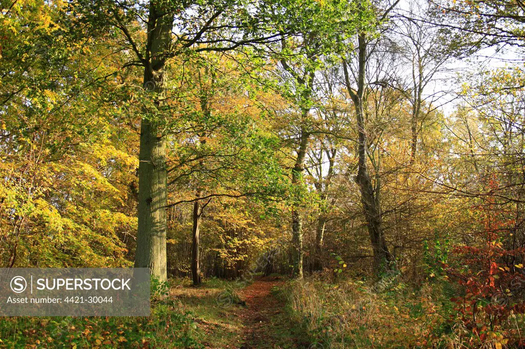 Common Oak (Quercus robur) and European Hornbeam (Carpinus betulus) ancient woodland habitat with path, Wolves Wood RSPB Reserve, Hadleigh, Suffolk, England, november