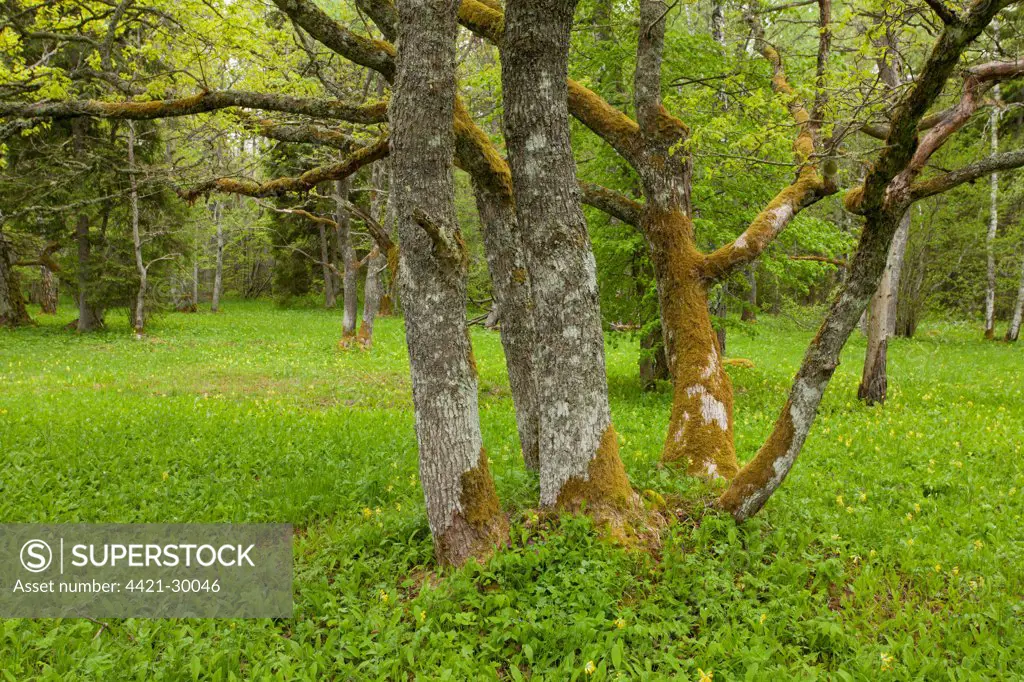 Common Oak (Quercus robur) coppiced trunk, growing in wooded meadow habitat, Tagamoisa Nature Reserve, Saaremaa Island, Estonia, may