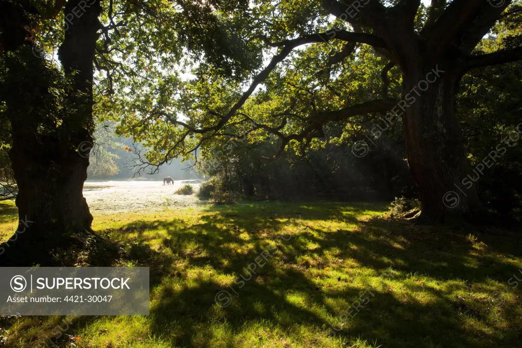 Common Oak (Quercus robur) habit, backlit ancient trees, with ponies grazing on 'lawn' in woodland habitat, Busketts Lawn, New Forest, Hampshire, England, september
