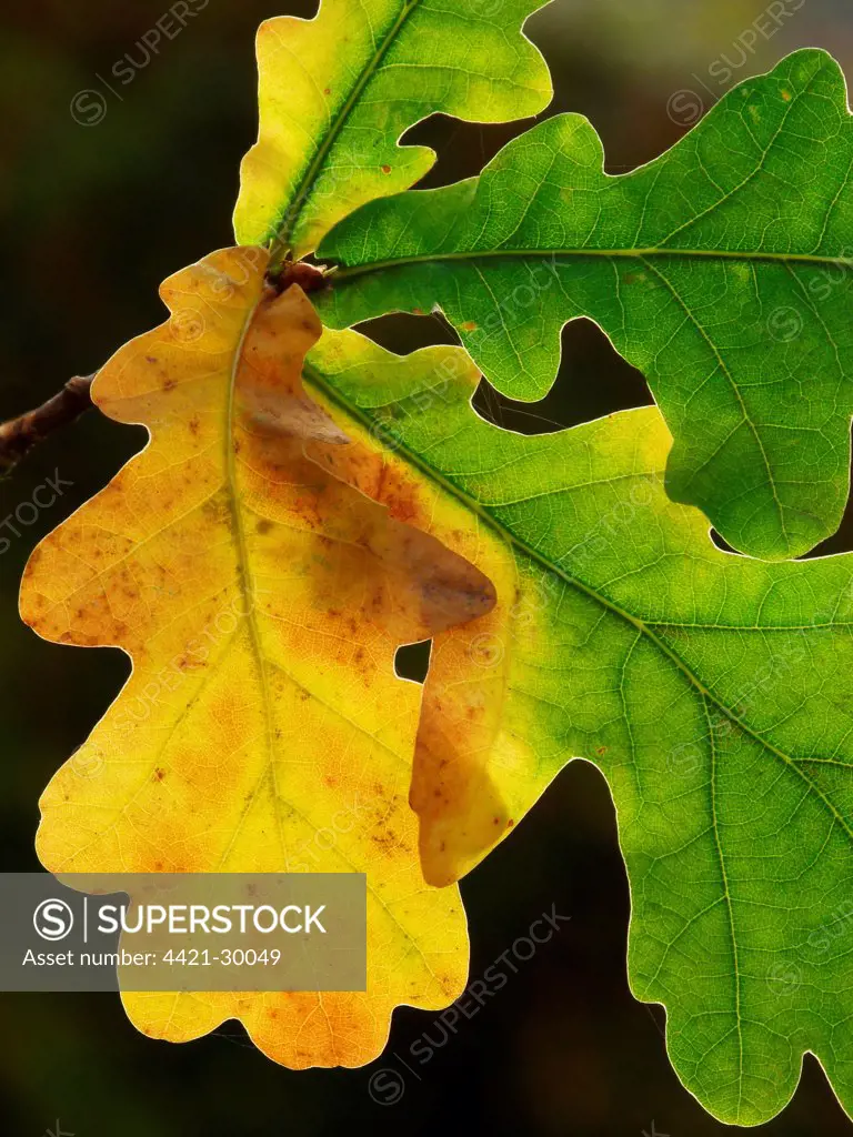 Common Oak (Quercus robur) close-up of leaves, changing to autumn colours, Leicestershire, England, november
