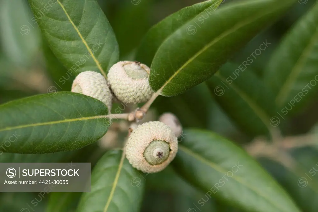 Holm Oak (Quercus ilex) close-up of acorns and leaves, Norfolk, England, september