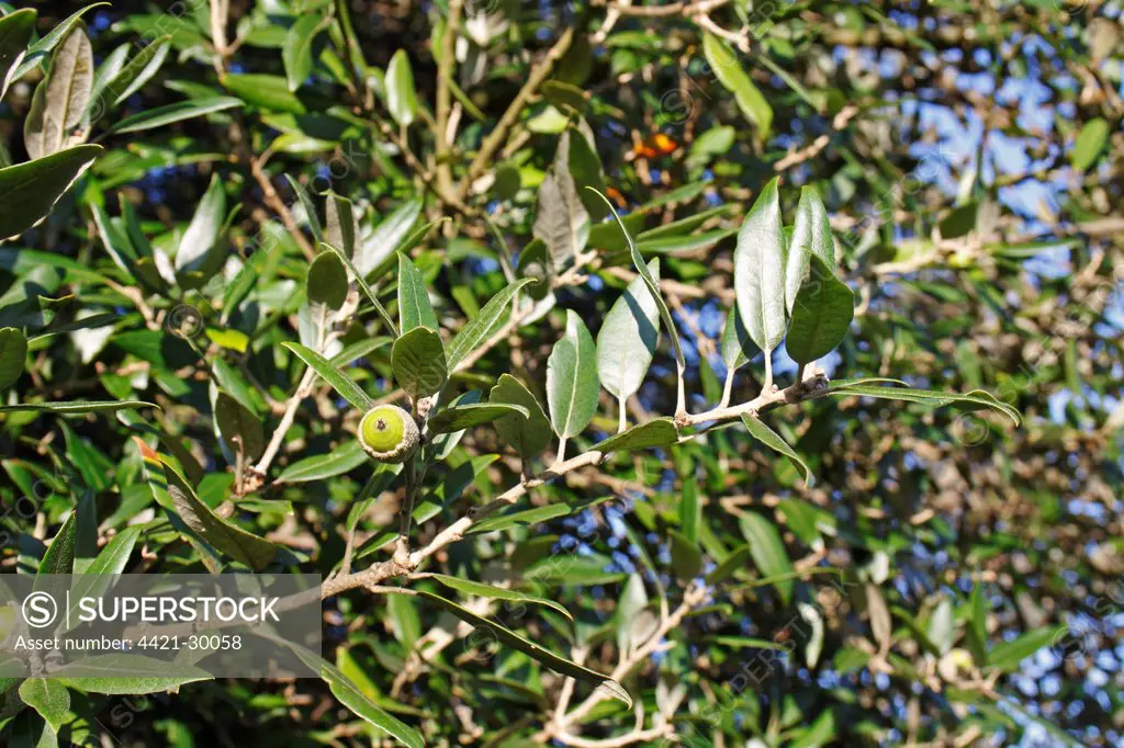 Holm Oak (Quercus ilex) close-up of leaves and acorn, Norfolk, England, september