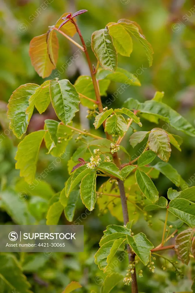 Pacific Poison Oak (Toxicodendron diversilobum) close-up of leaves and flowers, California, U.S.A.