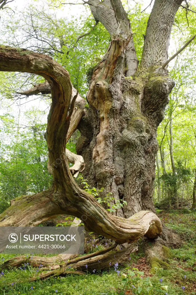 Sessile Oak (Quercus petraea) ancient pollarded tree and fallen branch, in woodland, Powys, Wales, spring