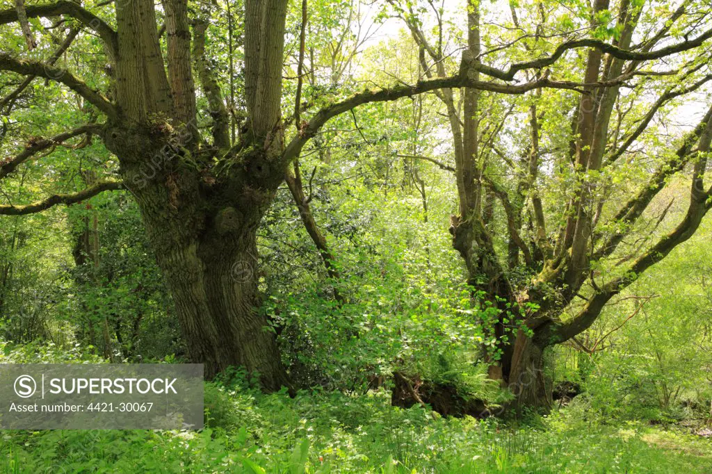 Sessile Oak (Quercus petraea) ancient pollarded trees, in woodland habitat, Powys, Wales, spring