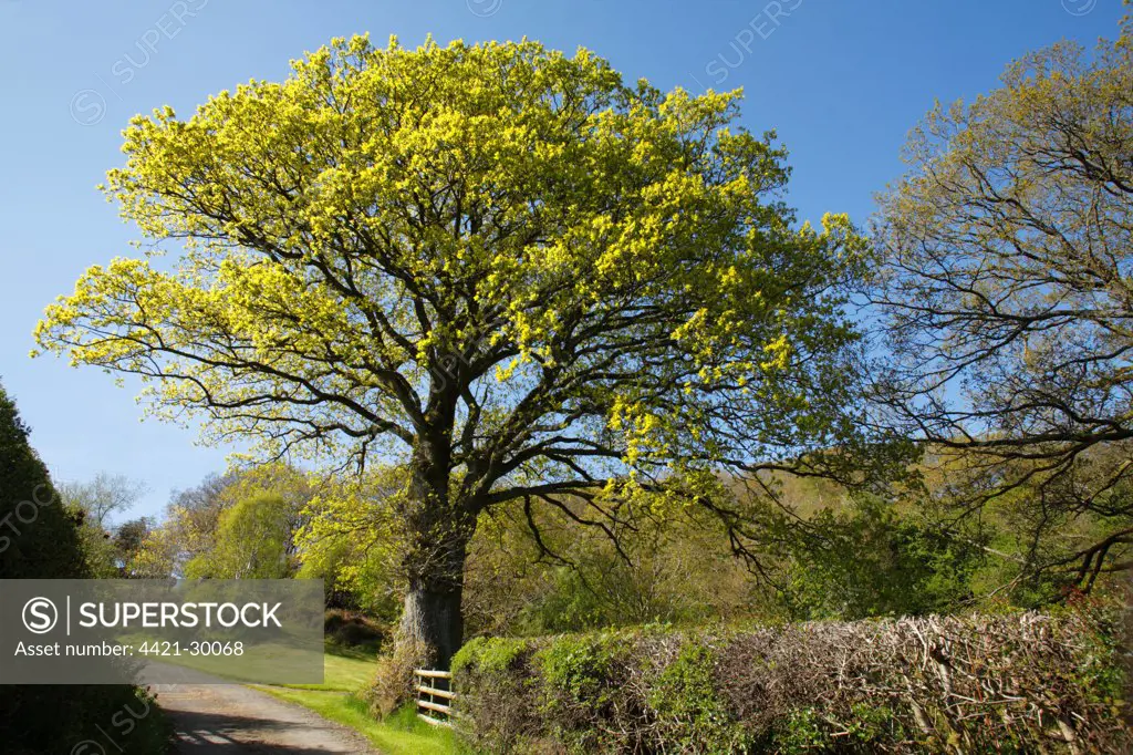 Sessile Oak (Quercus petraea) habit, growing in roadside hedgerow, Powys, Wales, early spring