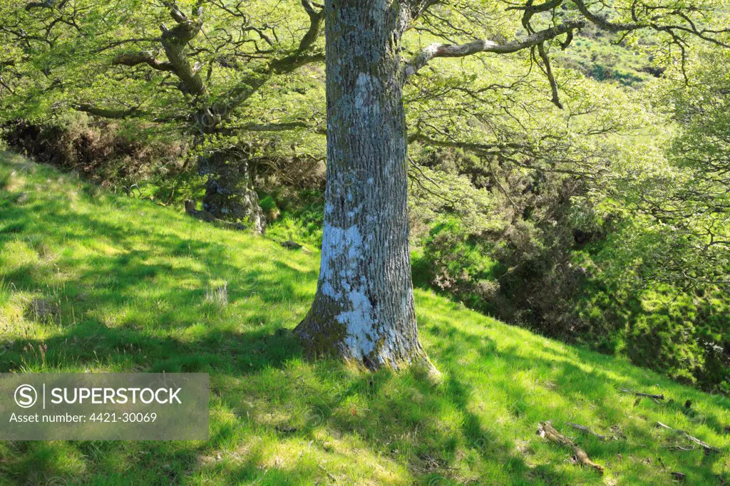 Sessile Oak (Quercus petraea) open woodland habitat, Powys, Wales, early spring