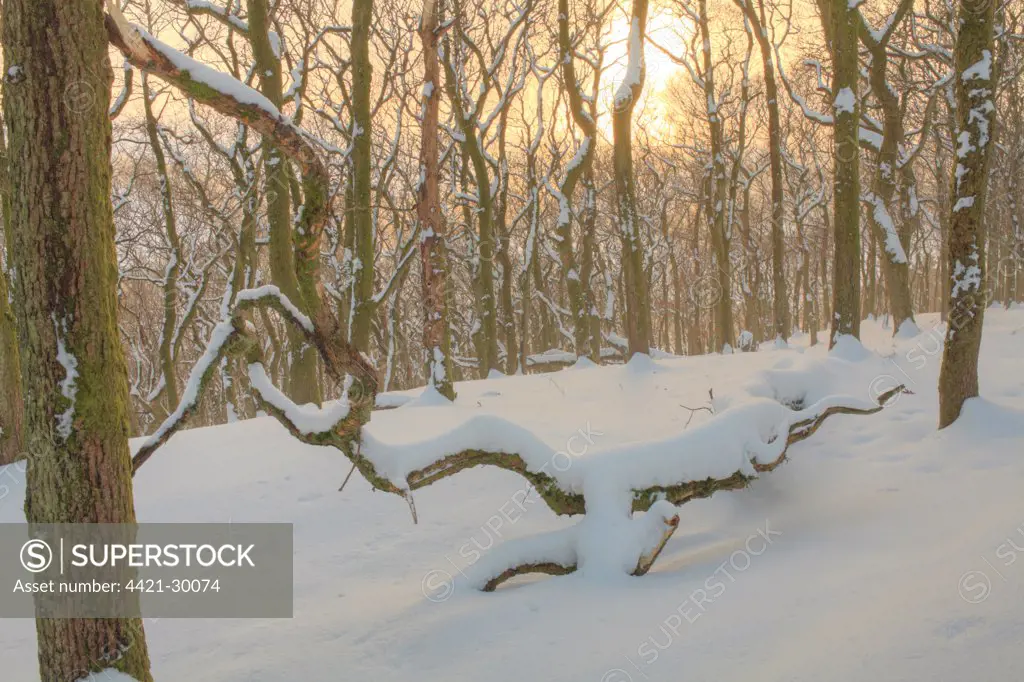 Sessile Oak (Quercus petraea) woodland, in snow at sunset, Powys, Wales, winter
