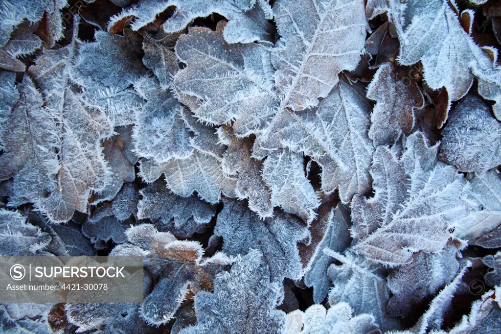 Sessile Oak (Quercus petraea) frost covered fallen leaves, Powys, Wales, november