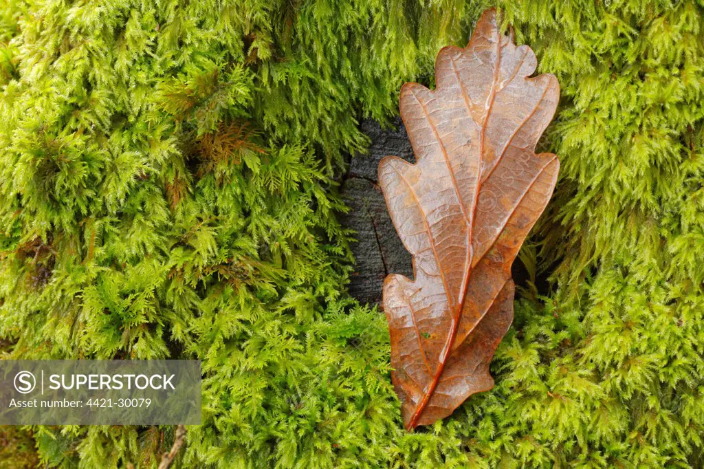 Sessile Oak (Quercus petraea) close-up of fallen leaf on moss covered stump, Powys, Wales, october