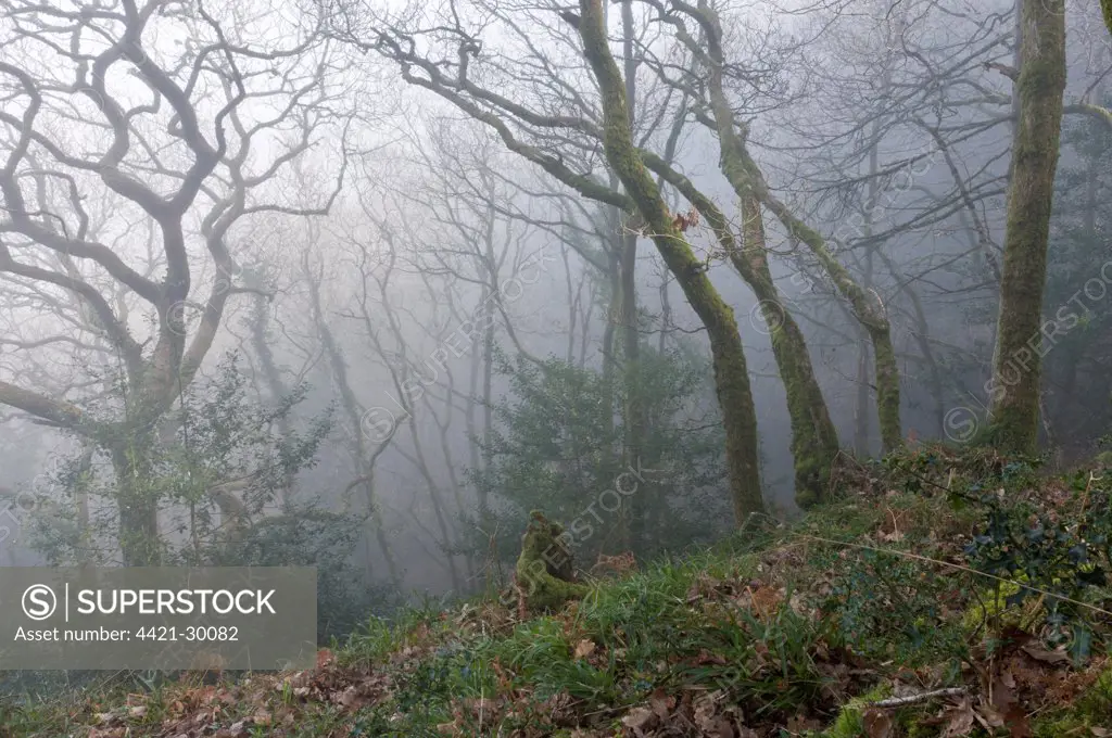 Sessile Oak (Quercus petraea) coppiced woodland habitat in mist at dawn, Yearnor Wood, near Culbone, Porlock, Exmoor, Somerset, England, march