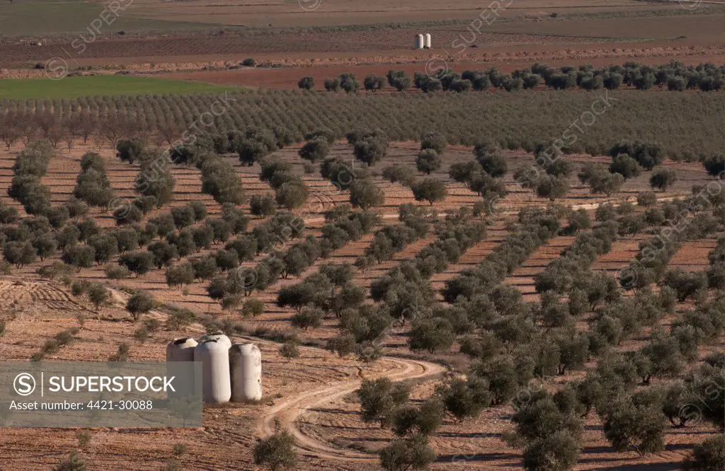 Olive (Olea europea) grove, view of farmland with old vats used for collecting rainwater, La Mancha, Spain, january