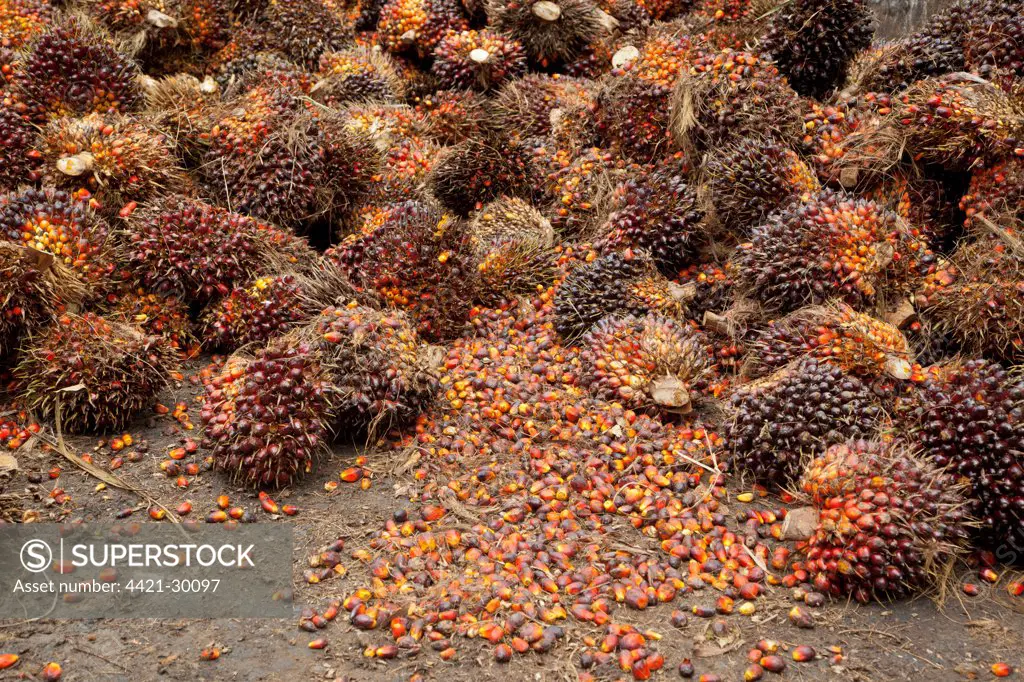 African Oil Palm (Elaeis guineensis) crop, freshly harvested nuts, Sabah, Borneo, Malaysia