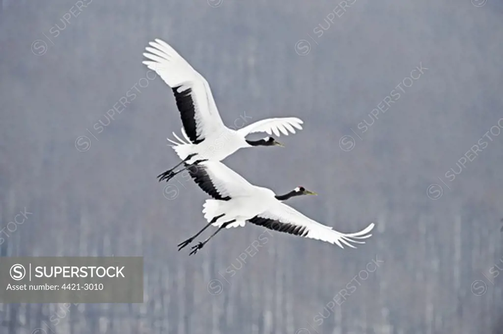 Japanese Red-crowned Crane (Grus japonensis) two adults, in flight over snow covered forest, Akan, Hokkaido, Japan, winter