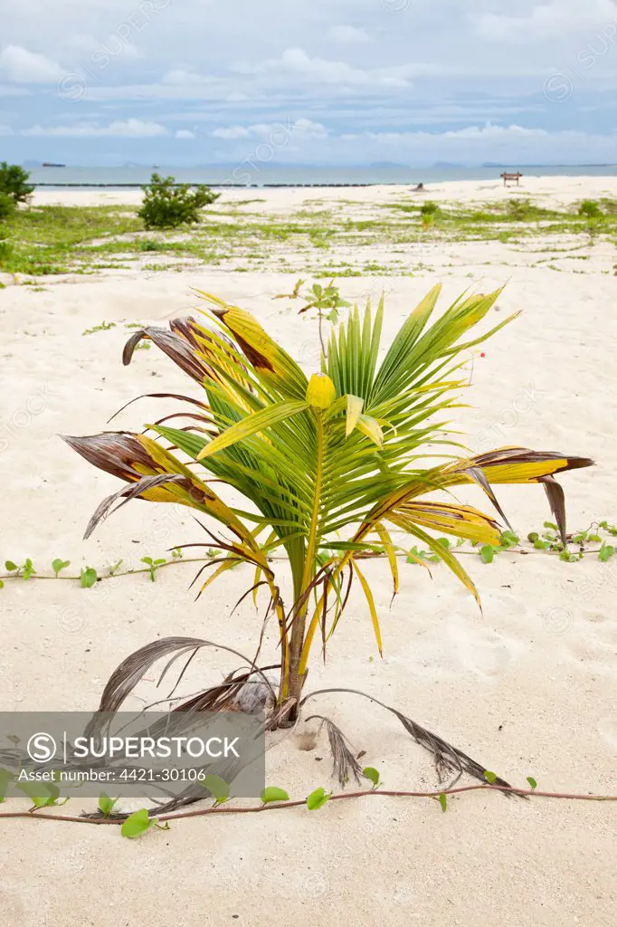 Coconut Palm (Cocos nucifera) seedling, growing on beach, Selingan Island, Sabah, Borneo, Malaysia