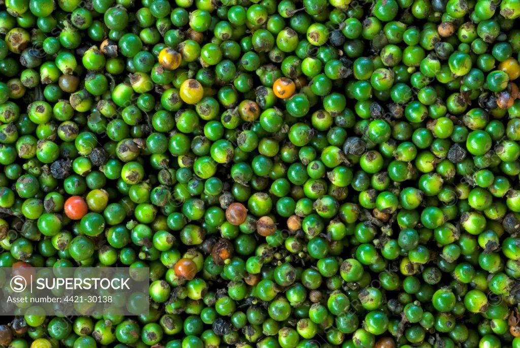 Black Pepper (Piper nigrum) stripped green berries for drying, Trivandrum, Kerala, India