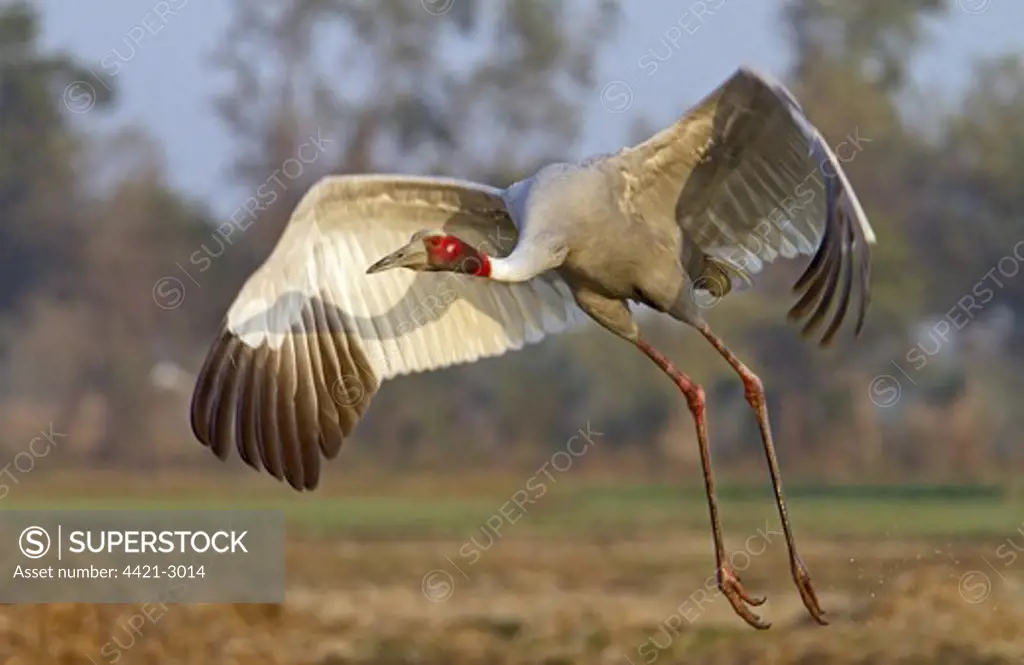 Sarus Crane (Grus antigone) adult, in flight, taking off, Rajasthan, India, january