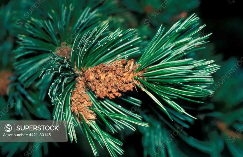 Bristle-cone Pine (Pinus aristata) Close up
