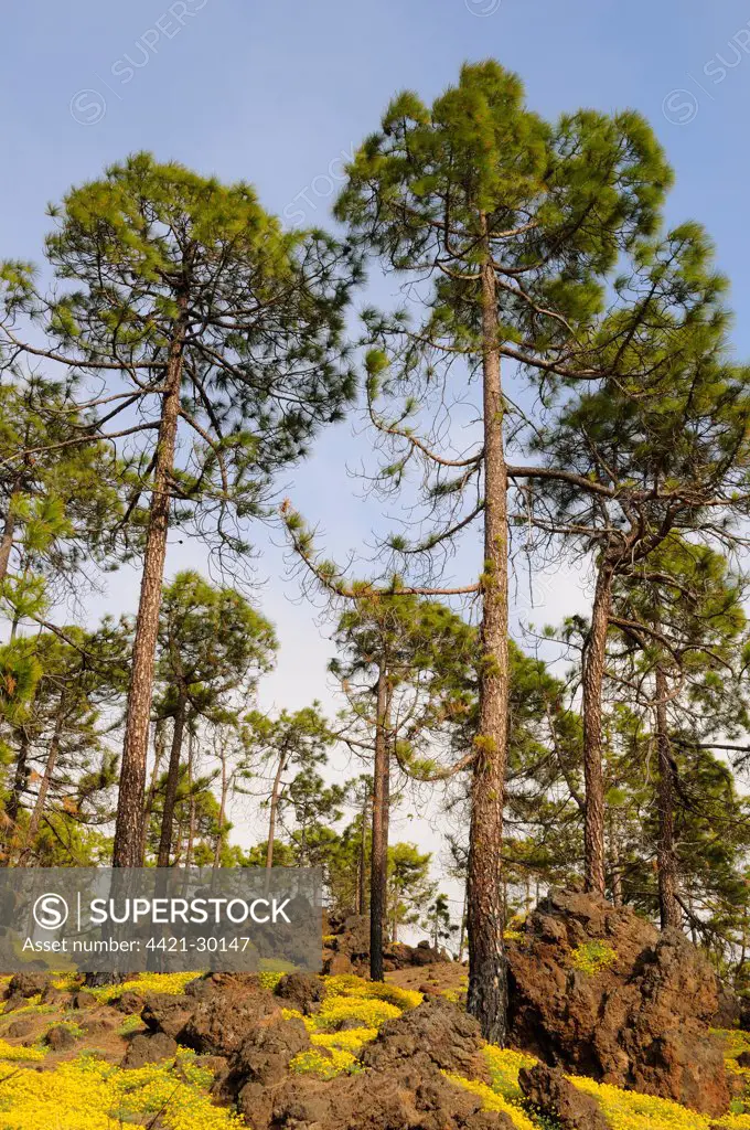 Canary Island Pine (Pinus canariensis) trees growing amongst rocks in woodland habitat, Tenerife, Canary Islands