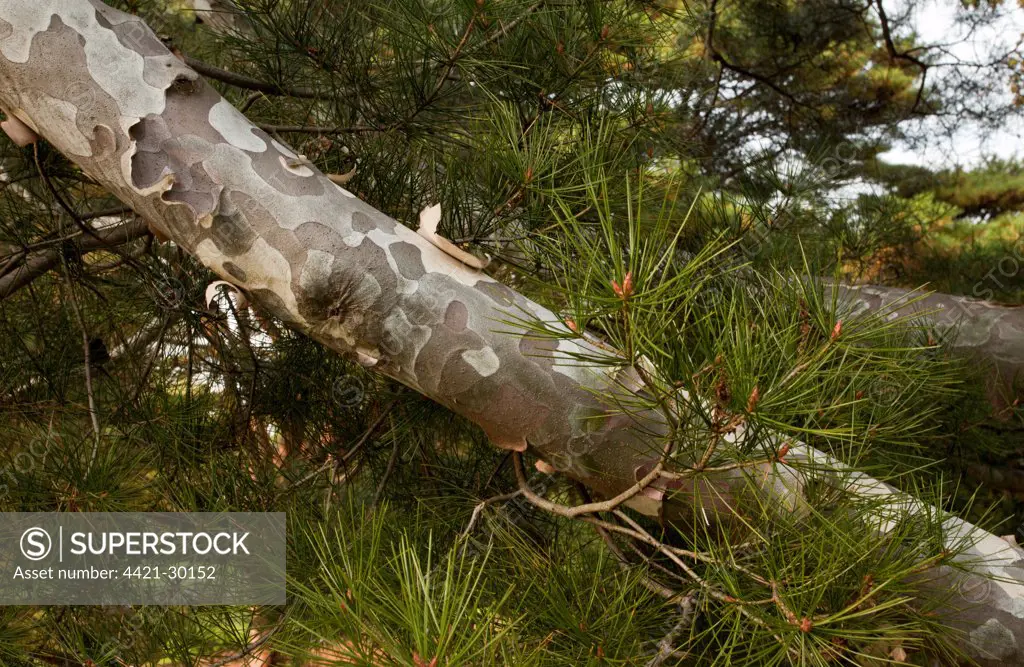 Lacebark Pine (Pinus bungeana) close-up of bark and needles, China