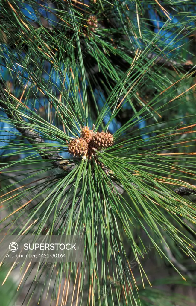 Pine Ponderosa or 5estern Yellow Pine (Pinus ponderosa) Shoots and young cones