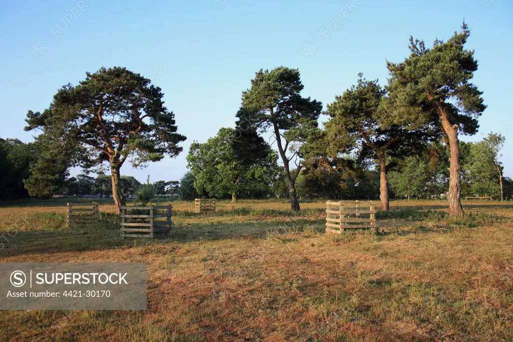 Scots Pine (Pinus sylvestris) habit, planted in Victorian 'commemorative' circle with newly planted saplings, growing on rough pasture and acid grassland habitat at dawn, Little Ouse Headwaters Project, The Frith, South Lopham, Little Ouse Valley, Norfolk, England, june