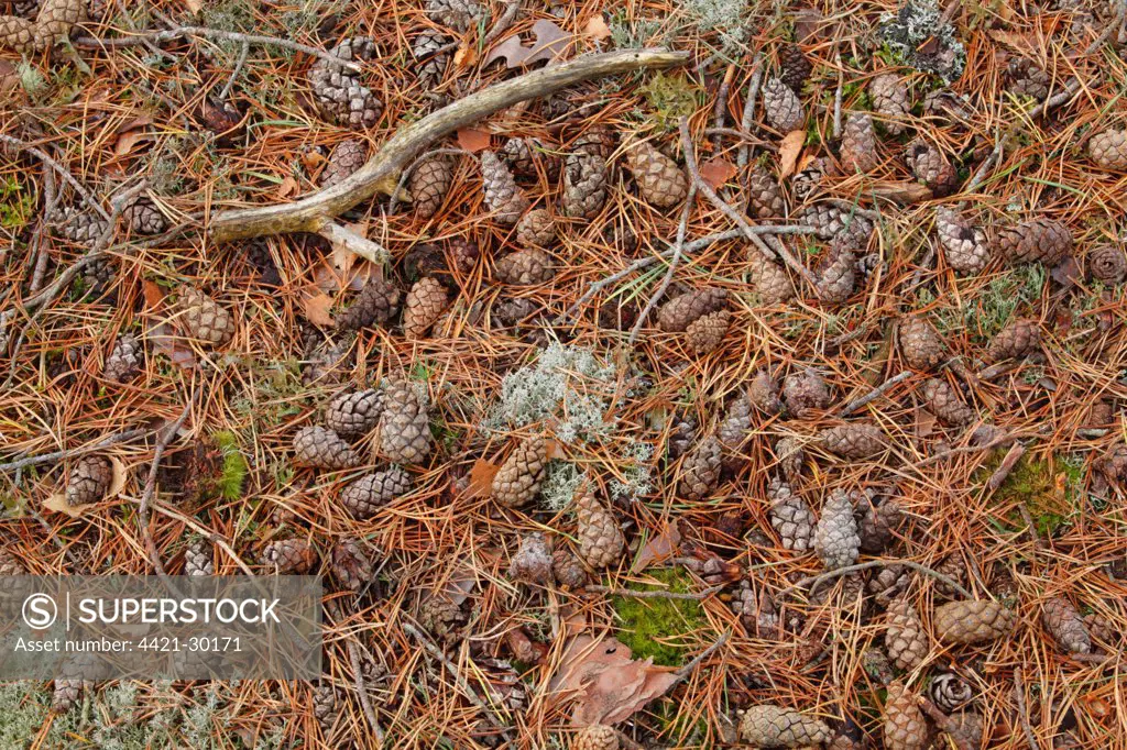 Scots Pine (Pinus sylvestris) fallen cones and needles, Muir of Dinnet National Nature Reserve, Deeside, Aberdeenshire, Scotland, october