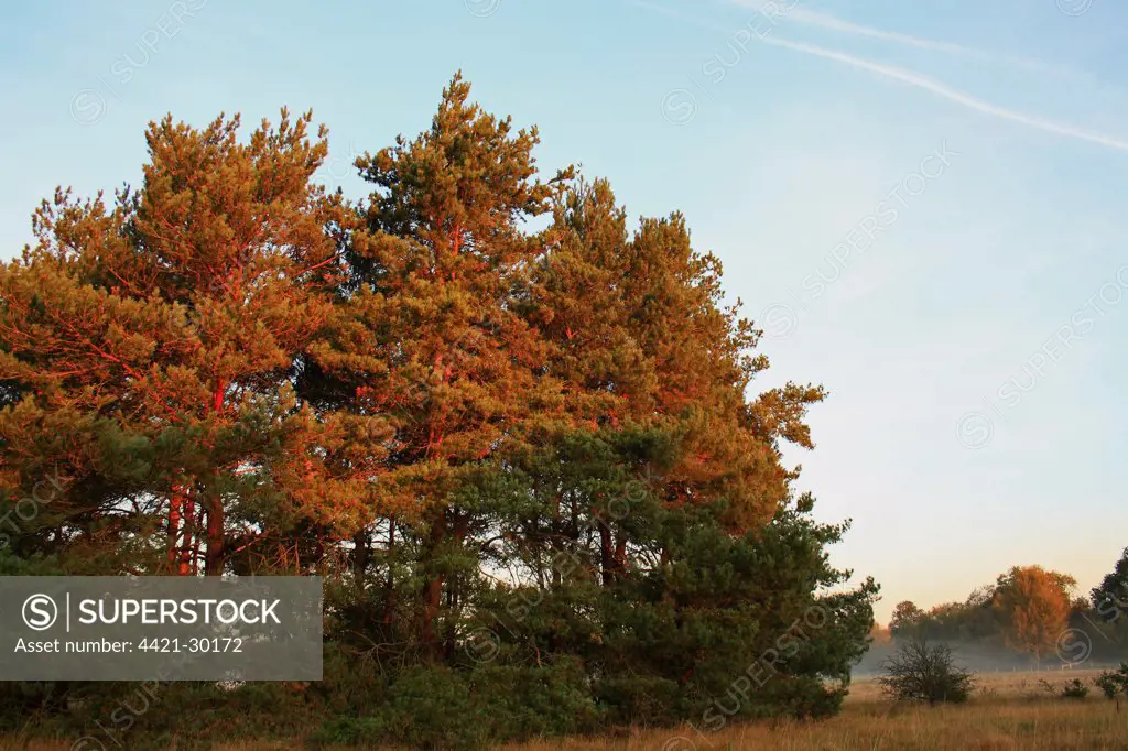 Scots Pine (Pinus sylvestris) habit, sunlit at dawn, in breckland heathland habitat, Knettishall Heath Country Park, Suffolk, England, october