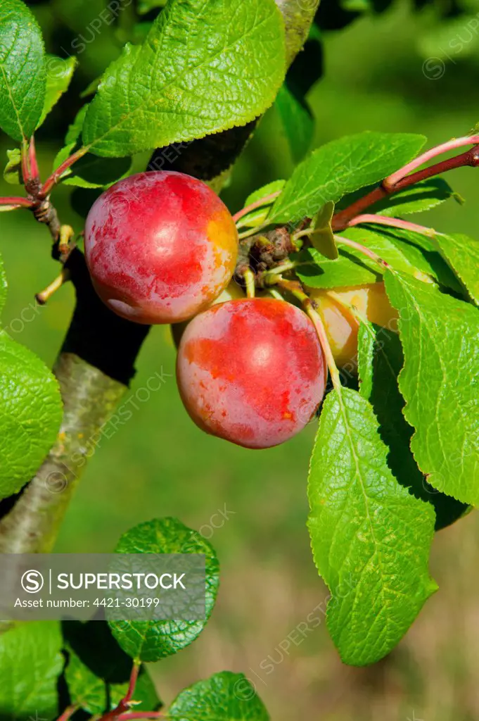 Plum (Prunus domestica) 'Reeves', close-up of fruit, growing in orchard, Norfolk, England, august