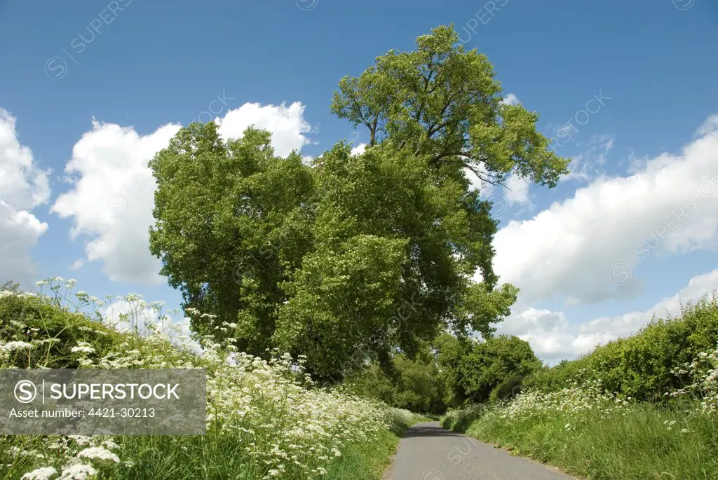 Black Poplar (Populus nigra) habit, growing in hedgerow beside lane, with Cow Parsley (Anthriscus sylvestris) flowering on verge, near Wilstone, Hertfordshire, England, may