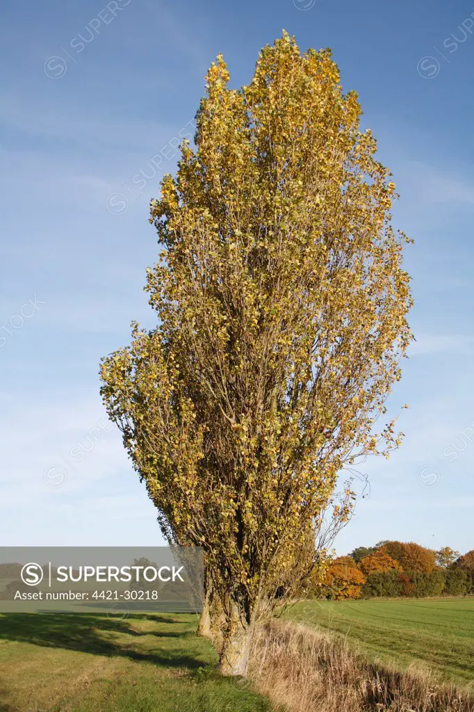 Lombardy Poplar (Populus nigra 'italica') habit, growing at edge of field in arable farmland, Wickham Skeith, Suffolk, England, october