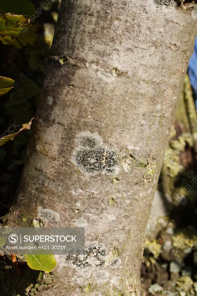 Lombardy Poplar (Populus nigra 'italica') close-up of bark, Wickham Skeith, Suffolk, England, october