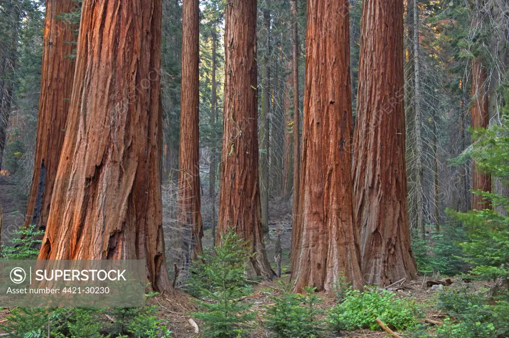 Giant Redwood (Sequoiadendron giganteum) trunks, in forest habitat, Sequoia N.P., California, U.S.A.