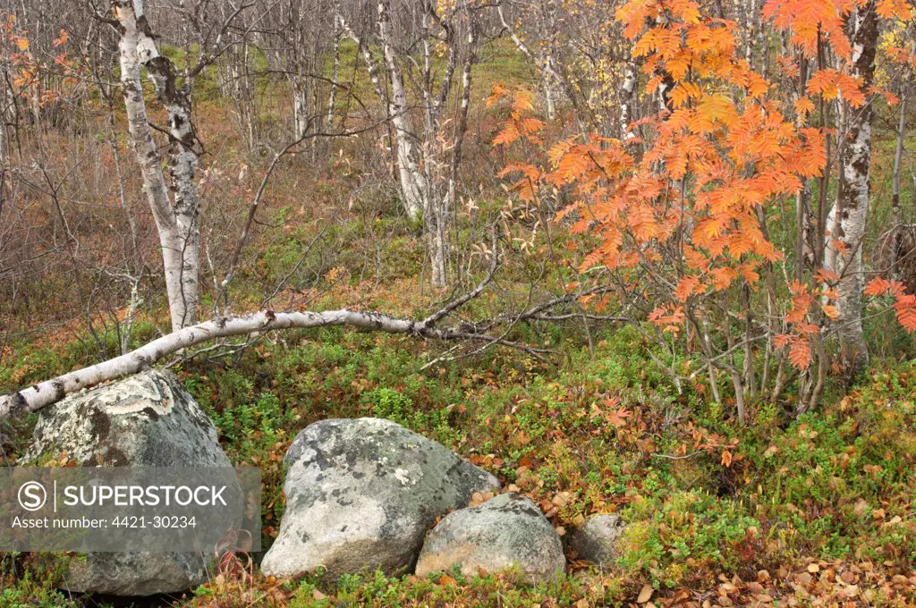 Rowan (Sorbus aucuparia) and Silver Birch (Betula pendula) forest habitat, Lapland, Northwest Finland, september
