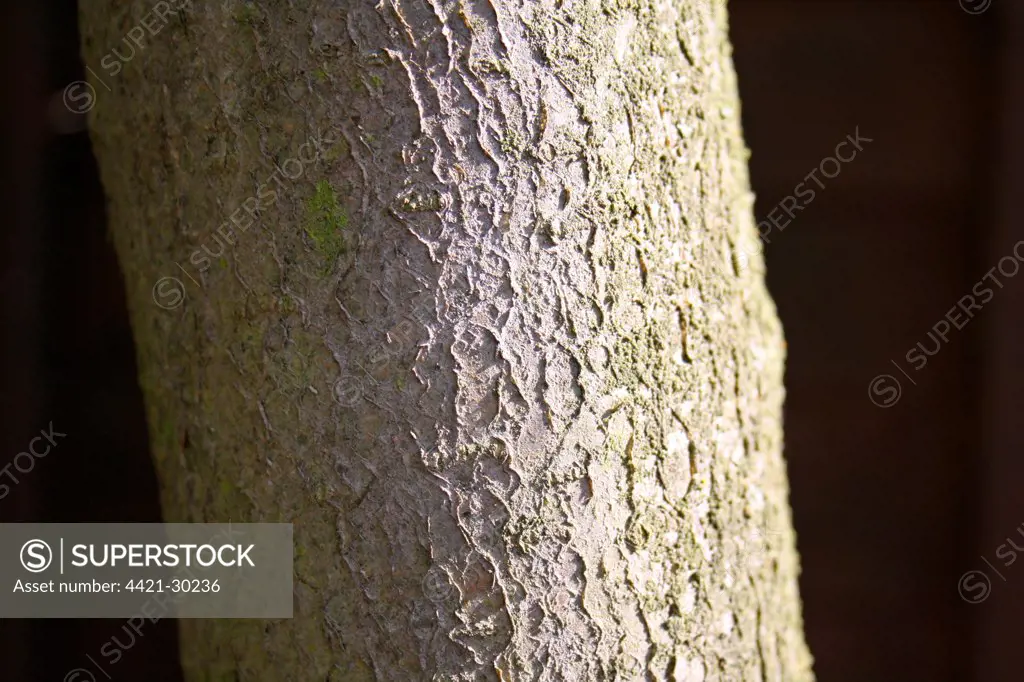 Rowan (Sorbus aucuparia) close-up of bark, Suffolk, England, august