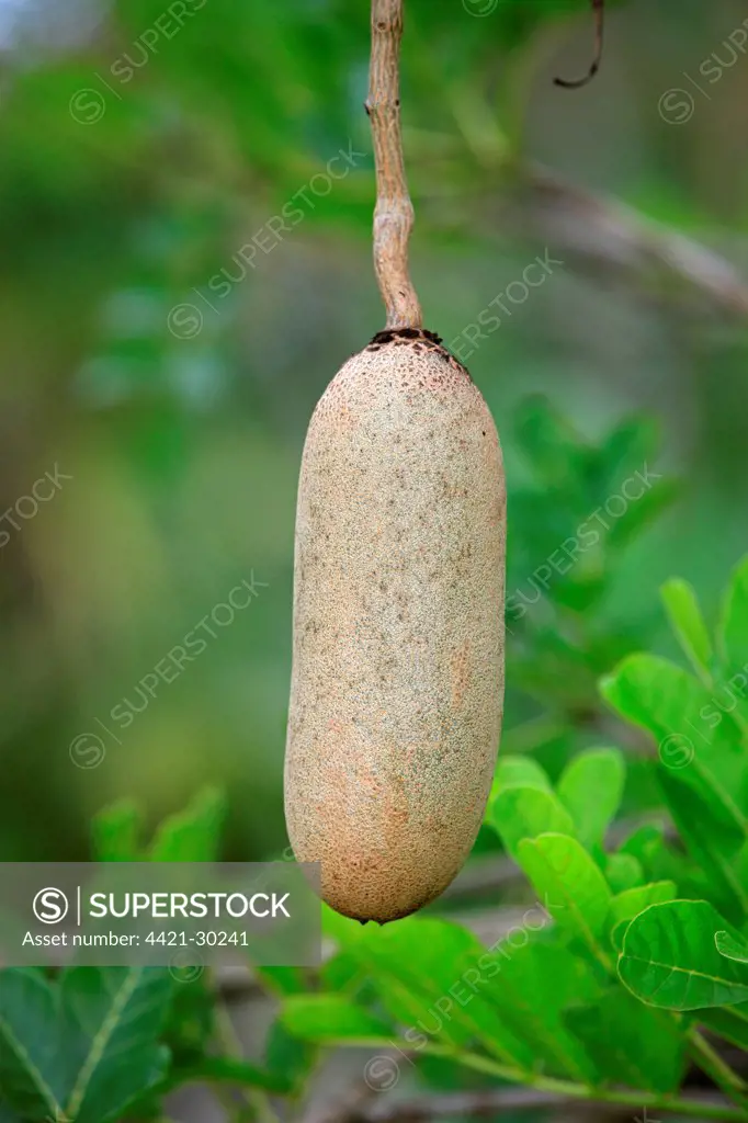 Sausage Tree (Kigelia africana) close-up of fruit, Mkuze, Natal, South Africa