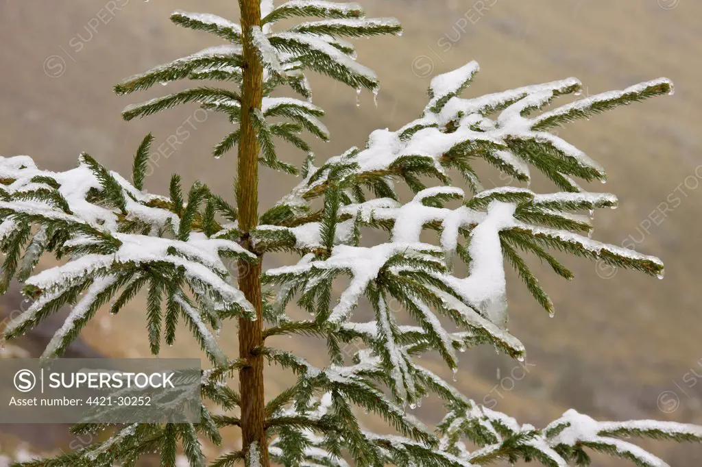 Norway Spruce (Picea abies) needles covered with light snow and frost, high in mountains, Fagaras Mountains, Southern Carpathians, Romania, october