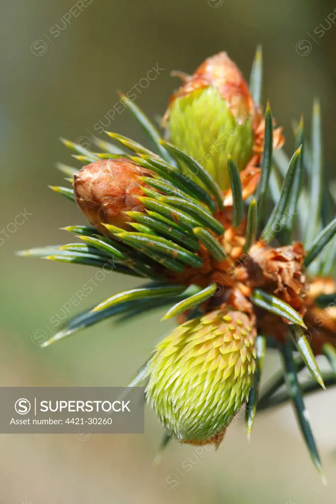 Sitka Spruce (Picea sitchensis) close-up of opening buds, Powys, Wales, april