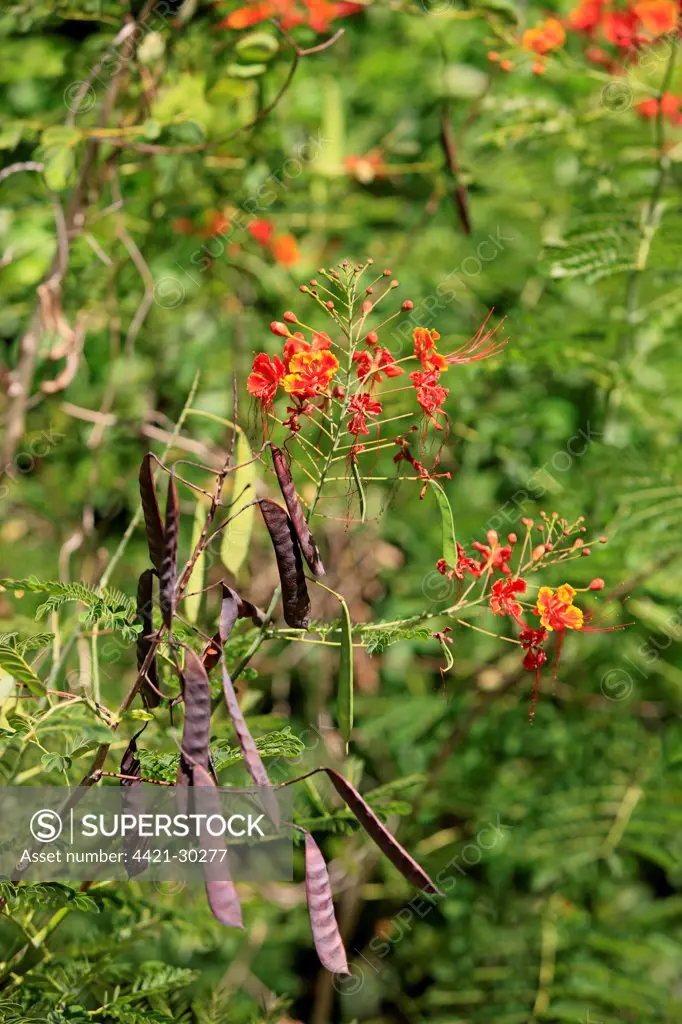 Tamarind (Tamarindus indica) flowers and seedpods, Roatan, Honduras