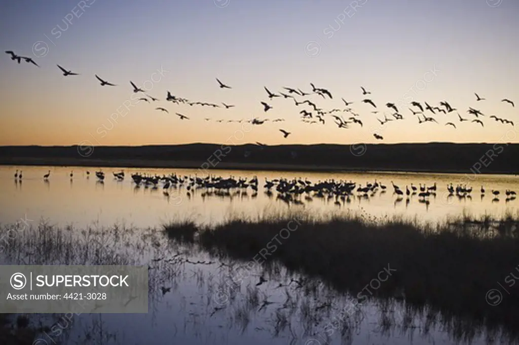 Sandhill Crane (Grus canadensis) flock, on roosting pond at at dusk, with Snow Goose (Chen caerulescens) flock in flight overhead, Bosque del Apache National Wildlife Refuge, New Mexico, U.S.A., january