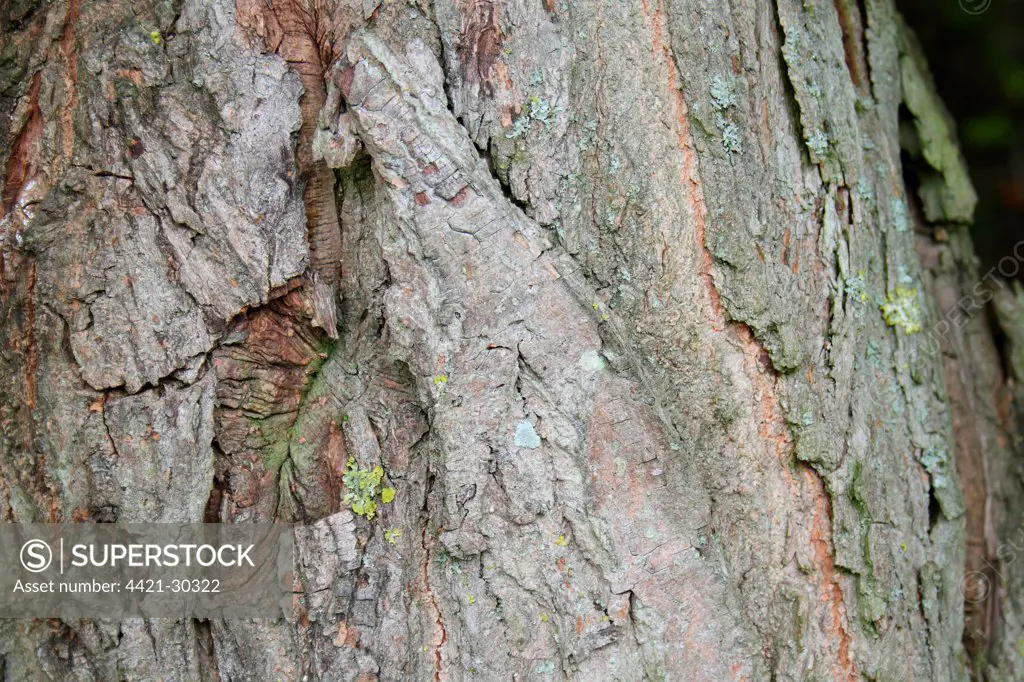 Violet Willow (Salix daphnoides) close-up of bark, Suffolk, England, august