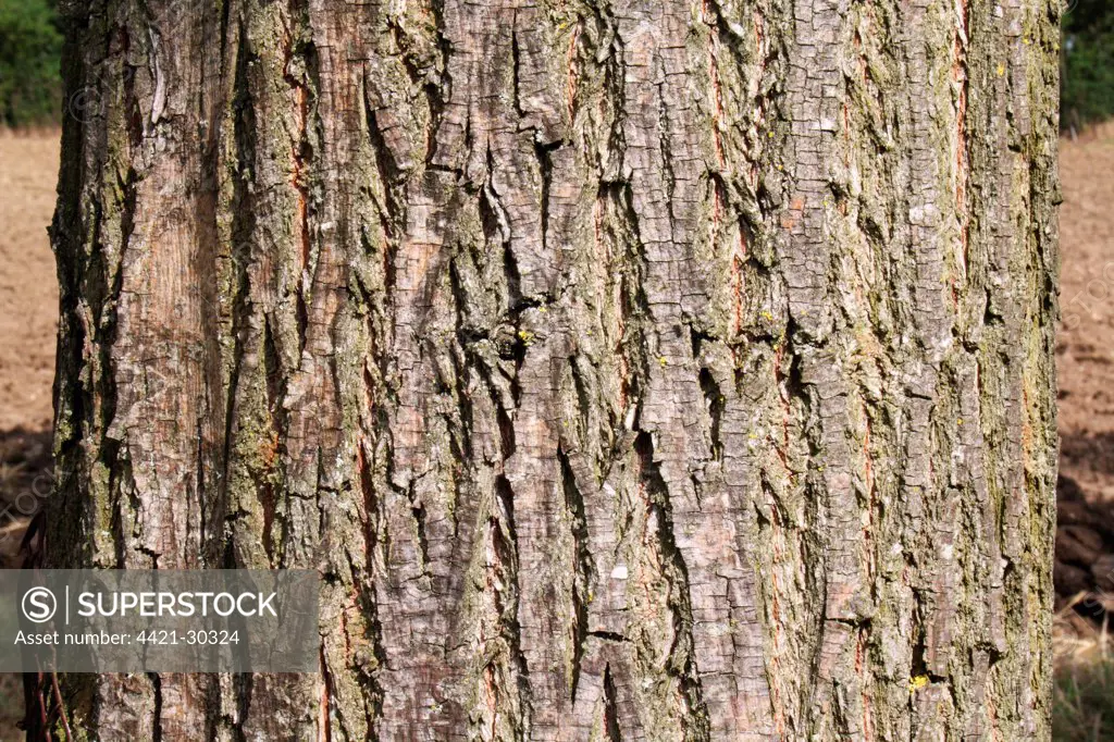 White Willow (Salix alba) close-up of bark, Suffolk, England, august