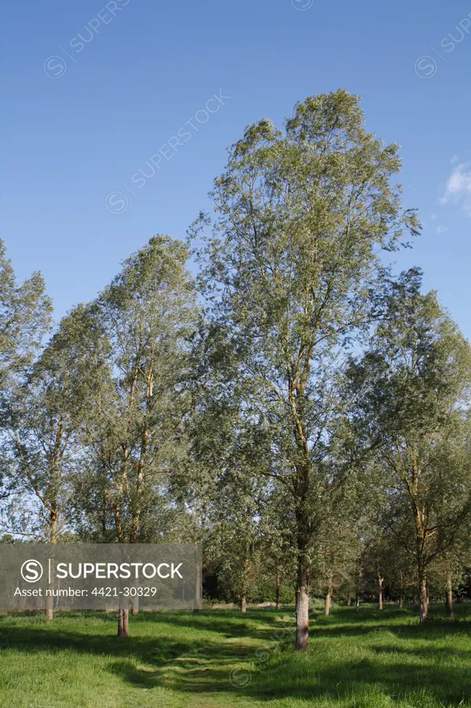 White Willow (Salix alba var. caerulea) 'Cricket Bat Willow', plantation, growing in river valley fen, Lang Fen, Redgrave and Lopham Fen N.N.R., Waveney Valley, Suffolk, England, may
