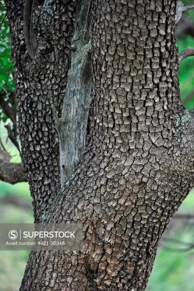 Leadwood (Combretum imberbe) close-up of trunk, growing in lowveld, Pilanesberg N.P., North West Province, South Africa