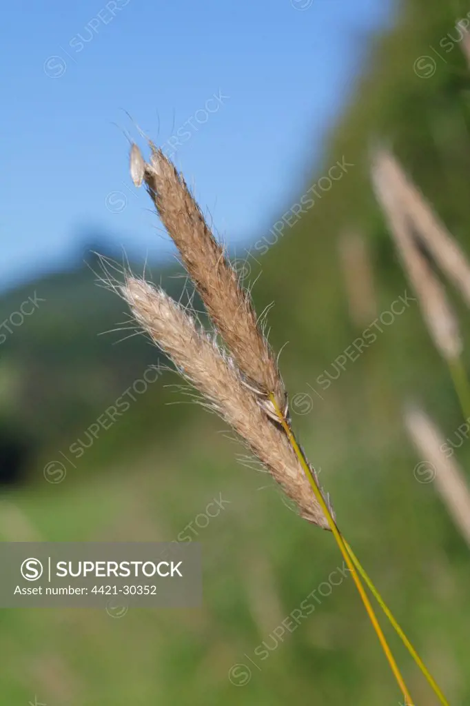 Meadow Foxtail (Alopecurus pratensis) close-up of seedheads, Powys, Wales, july