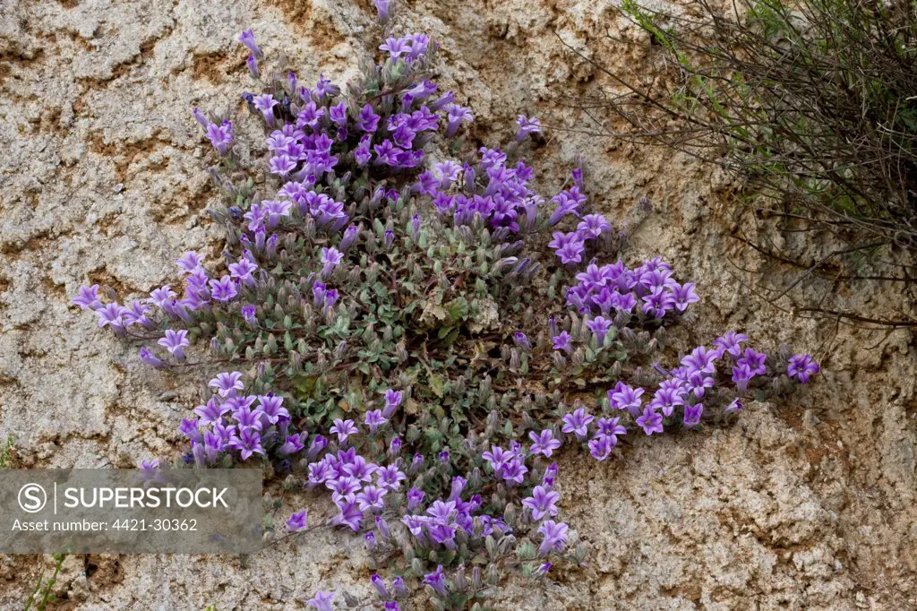Alpine Bellflower (Campanula topaliana ssp. delphica) endemic subspecies, flowering, growing on limestone cliff, Mount Parnassus, Greece
