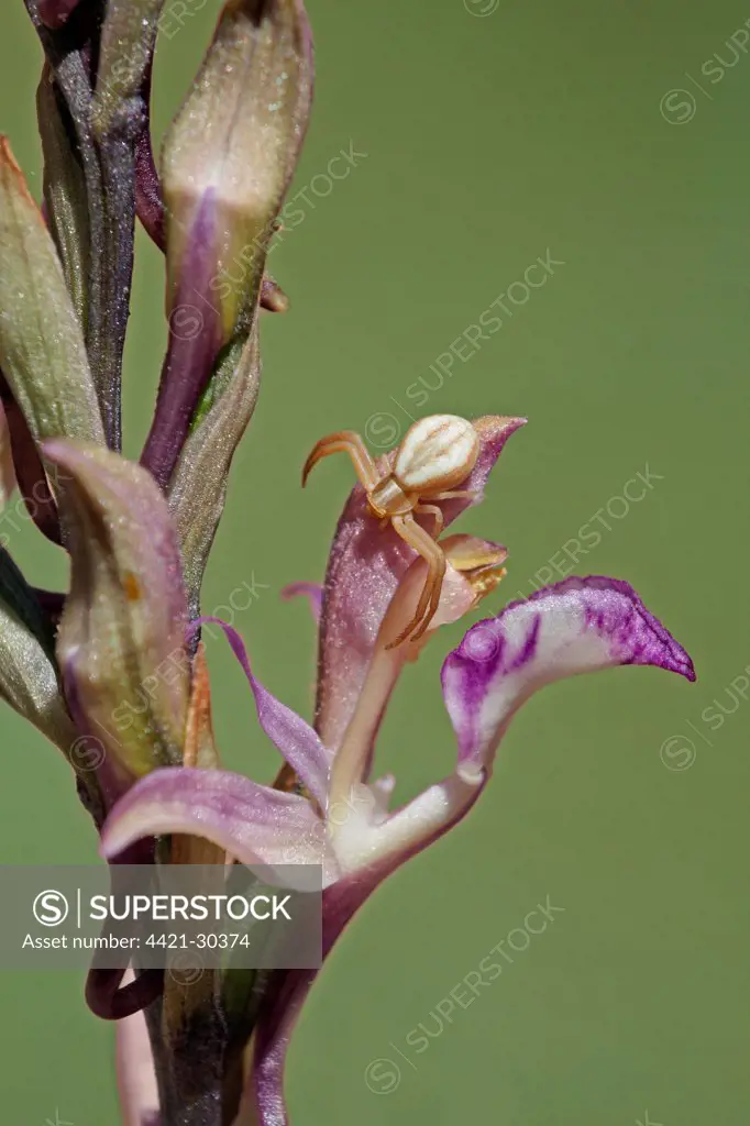 Violet Limodore (Limodorum abortivum) close-up of flower, with Goldenrod Crab Spider (Misumena vatia) adult, Lesvos, Greece, may
